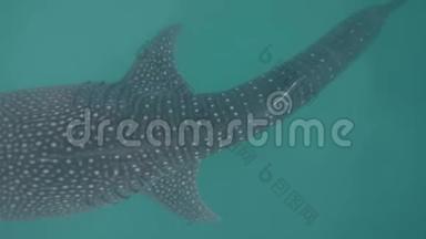 鲸鲨在蓝色的海水中游泳。 野生鲸鲨在透明的海水水下观景.. 野生动物和